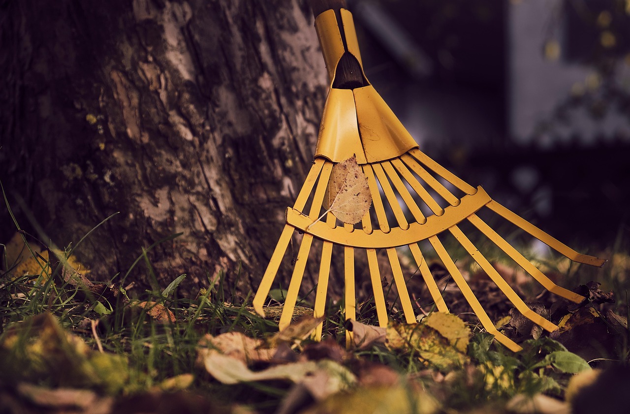 computing, fall, leaves, work, garden, gardening, nature, october, gardener, autumn leaves, leaf, cleaning, raking leaves, yellow, break, raking leaves, raking leaves, raking leaves, raking leaves, raking leaves